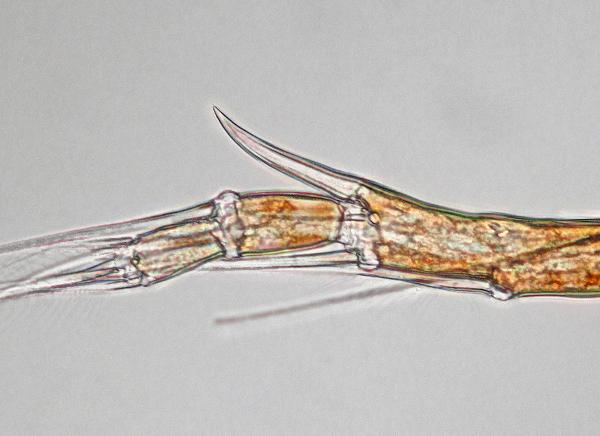 Photo of Aglaodiaptomus forbesi by Ian Gardiner